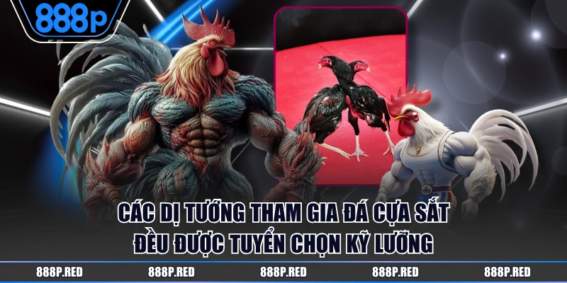 Các dị tướng tham gia đá cựa sắt đều được tuyển chọn kỹ lưỡng