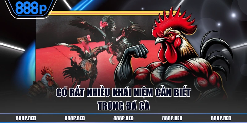 Có rất nhiều khái niệm cần biết trong đá gà