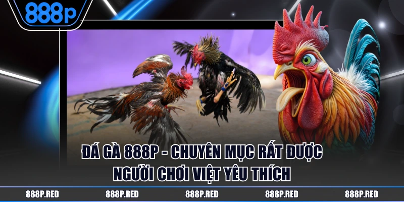 Đá Gà 888P - Chuyên mục rất được người chơi Việt yêu thích
