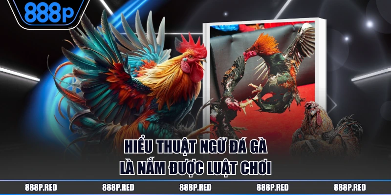Hiểu thuật ngữ đá gà là nắm được luật chơi