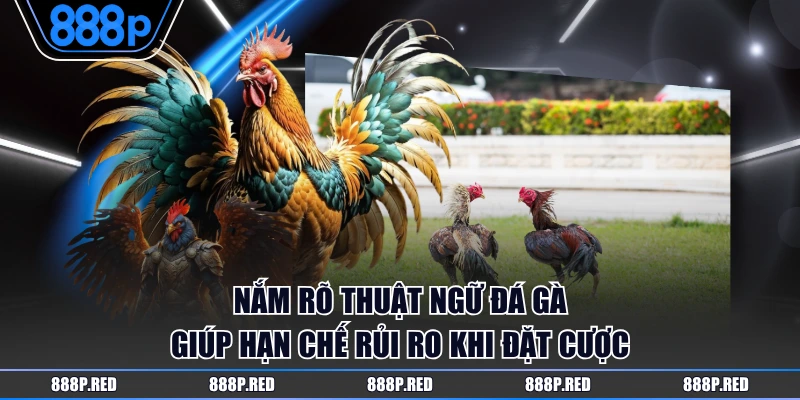Nắm rõ thuật ngữ đá gà giúp hạn chế rủi ro khi đặt cược